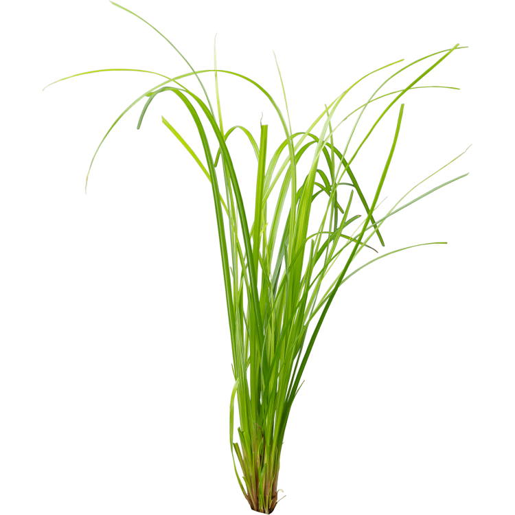 Planta acvariu Stoffels Cyperus Helferi - imagine 3